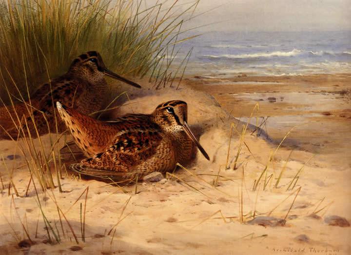 Archibald Thorburn Woodcock Nesting On A Beach